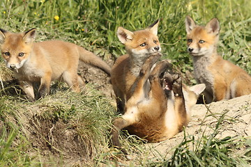 Image showing playful red fox cubs in the wild