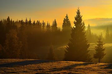 Image showing beautiful sunrise in the woods