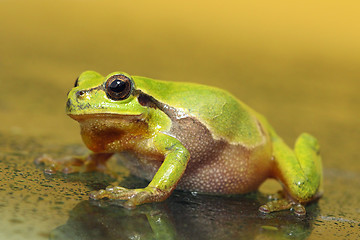 Image showing full length tree frog