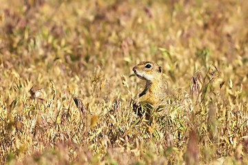 Image showing european ground squirrel in the field