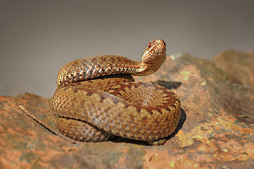 Image showing crossed viper on stone