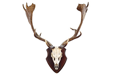Image showing isolated hunting trophy of a fallow deer buck