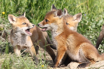 Image showing family of young red foxes