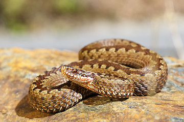 Image showing european toxic snake, common adder