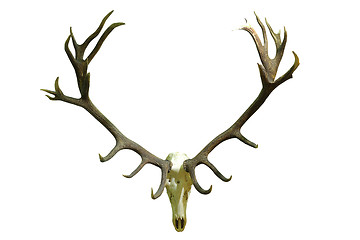 Image showing huge red deer skull with beautiful antlers