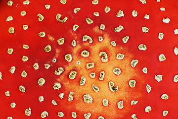 Image showing colorful texture of fly agaric