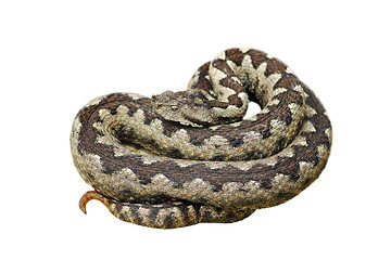 Image showing isolated dangerous nose horned adder