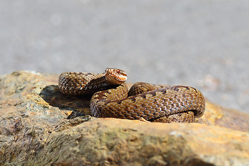 Image showing common european adder close up