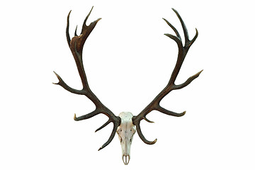 Image showing huge red deer skull with beautiful antlers