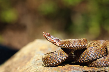 Image showing female Vipera berus ready to strike