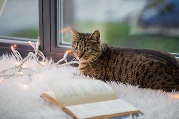 Image showing tabby cat lying on window sill with book at home