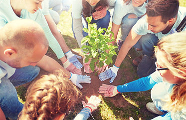 Image showing group of volunteers planting tree in park