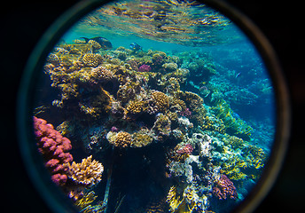 Image showing Coral and fish