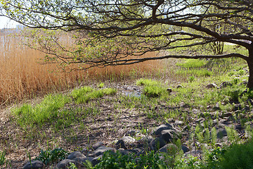 Image showing Marshy ground and rocks beneath a tree