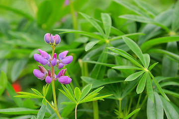 Image showing Lupine flower in the botanical garden