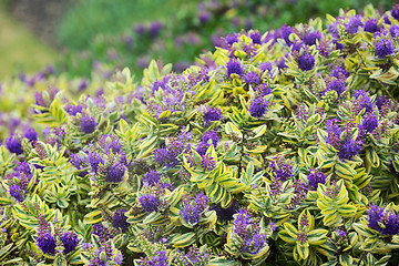 Image showing Purple bush flowers