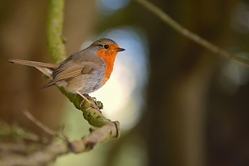 Image showing Cute little robin bird on brunch