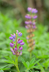 Image showing Lupine flower in the botanical garden