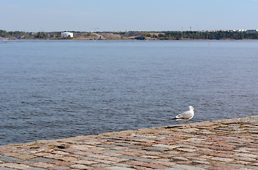 Image showing Lone gull stands on paved pier