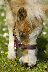 Image showing Young horse eating grass