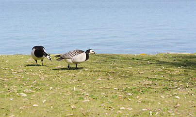 Image showing Barnacle geese grazing on grass