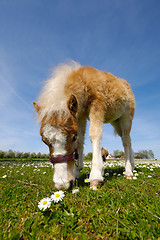 Image showing Horse foal is eating grass