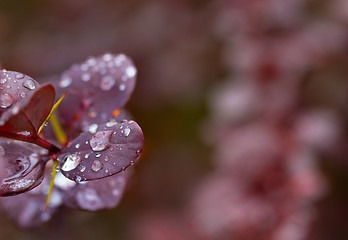 Image showing Wet twig of red barberry with water drops on leaves