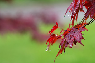 Image showing Leaves of red Japanese-maple (Acer japonicum) with water drops a