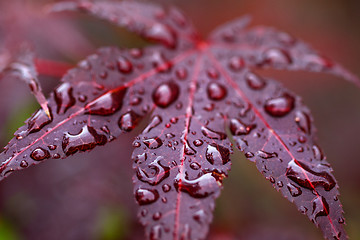 Image showing Leaves of red Japanese maple (fullmoon maple) with water drops a