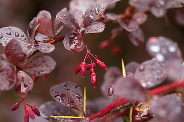 Image showing Wet twigs of red barberry with fruit