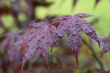 Image showing Leaves of red Japanese-maple (Amur maple) with water drops