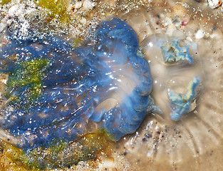 Image showing Dead jellyfish (Rhizostoma) on sand beach