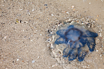Image showing Jellyfish (Rhizostoma) in water on sea shore