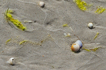 Image showing Wet sand beach with broken seashells and seaweed 