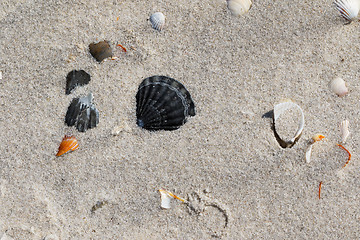 Image showing Seashells on sand beach at hot sun summer day