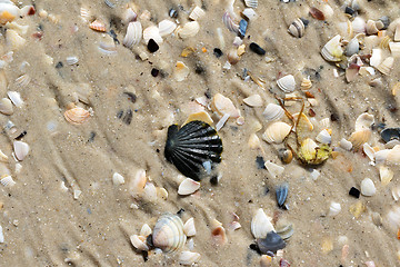 Image showing Wet seashells on sand beach at summer