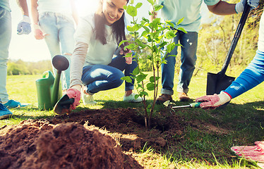 Image showing group of volunteers hands planting tree in park