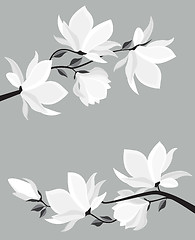Image showing Vector magnolia flowers