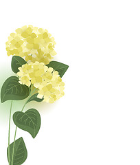 Image showing Vector hydrangea flower