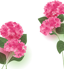 Image showing Vector hydrangea flower