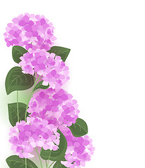 Image showing Vector hydrangea flower