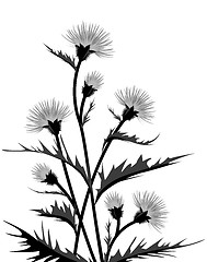 Image showing Thistle with leaves