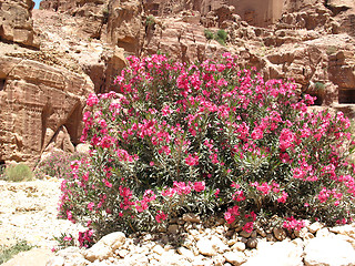 Image showing Bush in Petra