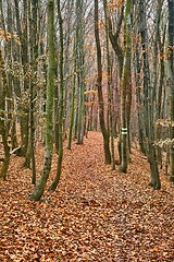 Image showing Autumn park path