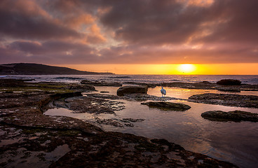 Image showing Boat Harbour Australia with Pelican