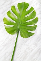 Image showing Beautiful green Monstera leaf on marble background