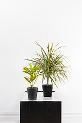 Image showing Croton plant and Madagascar dragon tree in black pots