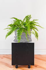 Image showing Boston fern plant in a black and white basket