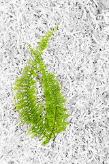 Image showing Green plant on shredded paper background