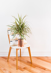 Image showing Madagascar dragon tree on a stylish chair